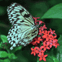 Butterfly World, Boca Raton, Florida