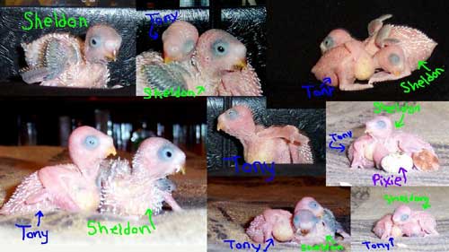 parakeet babies