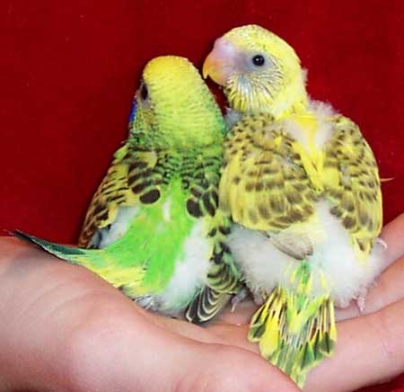 baby budgies getting feathers in, still downy