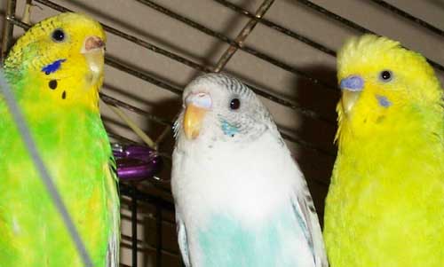 parakeets all grown up!